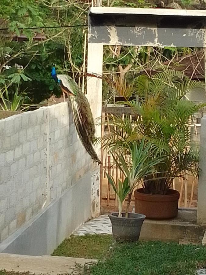Peacock Garden Bed & Breakfast Tangalle Exterior photo