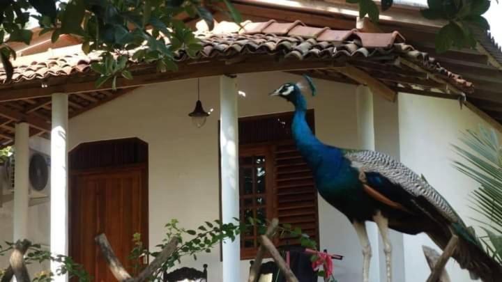 Peacock Garden Bed & Breakfast Tangalle Exterior photo